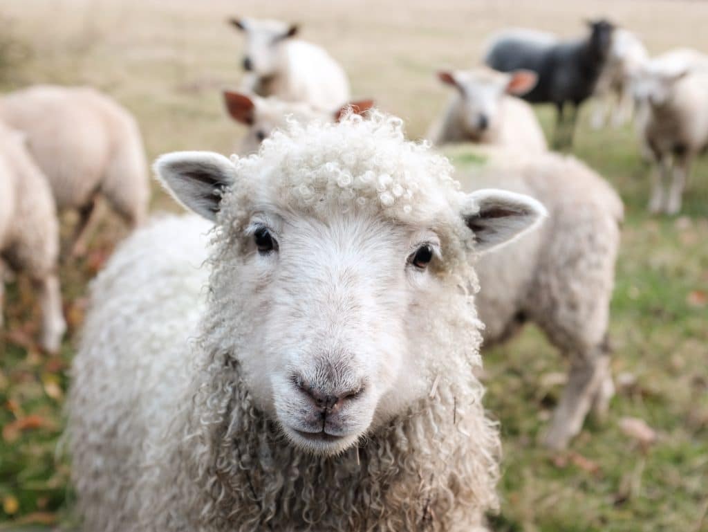 7 types de preuve sociale en B2B